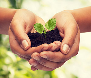 Zöld növények és étrend